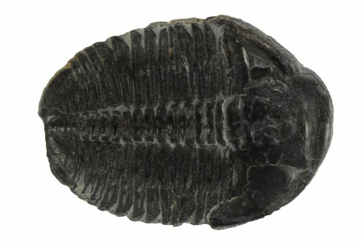 Elrathia Trilobite Fossil - Wheeler Shale, Utah #97135